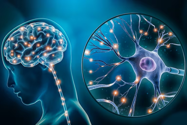 Comprar Ashwagandha KSM-66® 250 mg en Colombia | Apoyo Clínicamente Probado para el Estrés - Swanson - Image 4